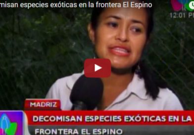 Decomisan especies exóticas en la frontera El Espino