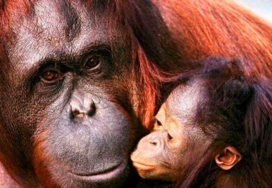 Cazaban orangutanes para que fueran esclavas sexuales