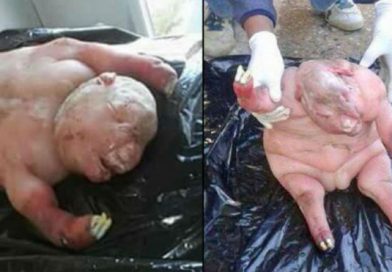Oveja mitad humana sorprende a científicos