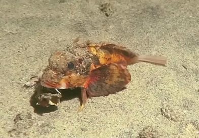 'Caminante no hay camino': pez que anda por el fondo marino desconcierta a los científicos