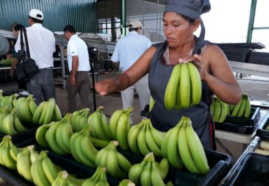 Nueva planta productora y empaque de banano en la Paz Centro