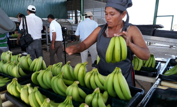 Nueva planta productora y empaque de banano en la Paz Centro