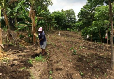 Productores de Ticuantepe optimistas con el ciclo productivo