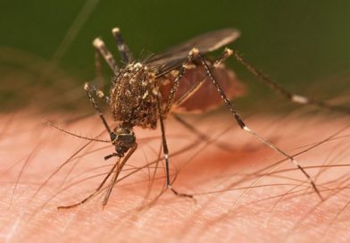 Más de 18 mil casos de dengue y casi 11 mil de chikungunya en India