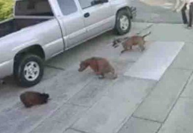 (+Video) Dos pitbulls casi despedazan a un gato