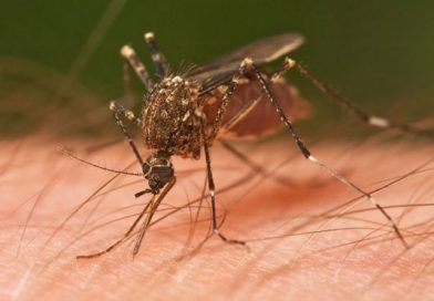 Sri Lanka vive una epidemia de dengue 'sin precedentes'