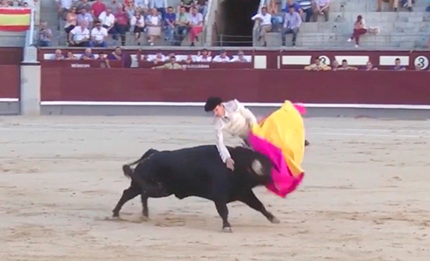(+Video) Un toro furioso cornea a un torero en el escroto y hiere de gravedad a otro