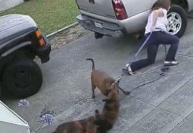 BRUTAL: Dos pitbull desobedecen a su dueña y atacan salvajemente