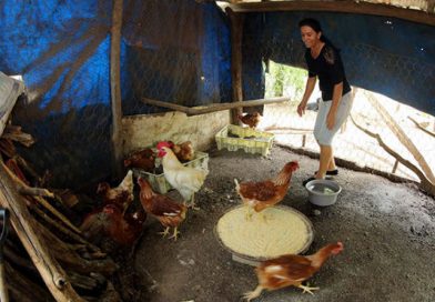 Compañera Rosario informa sobre avance del Bono Productivo Alimentario
