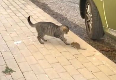 Ratón "ninja" se enfrenta contra gato tímido y el final es de película