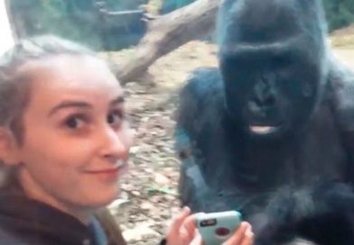 (+Vídeos) 'Jelani', el gorila apasionado a los selfis que asombra al mundo