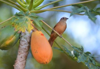 julio44 hoja papaya