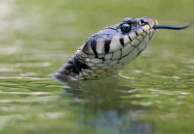 (+Vídeo) Esta serpiente intenta meterse en un bote, causando pánico entre sus tripulantes