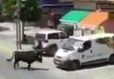Mujer hace extraños "gemidos" mientras graba a un toro descontrolado en la calle, muchos piensan que hacía "algo más"