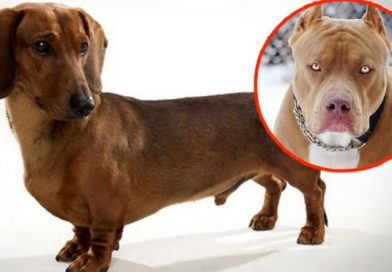 () Así es lo que resulta de una mezcla entre perro salchicha y un Pitbull. Jamás lo vi venir