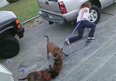 Dos pitbull tumban a dueña y atacan a gato