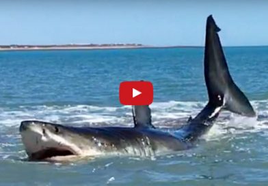 Se encuentra con un enorme tiburón blanco de casi 5 metros en la orilla de la playa