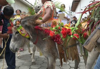 Realizan desfile de burros ataviados en el la ciudad de Ocotal