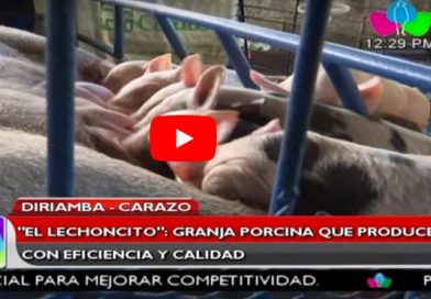 "El Lechoncito": Granja Porcina que produce con eficiencia y calidad