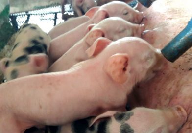 Granja porcina garantizan calidad en la carne de cerdo