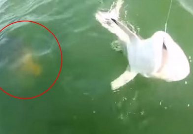 Pescadores captan el preciso instante en que tiburón es devorado por extraña criatura