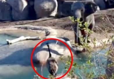 ¡La pelea del siglo! Un ganso se enfrenta contra un elefante y ocurre lo inimaginable