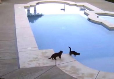 Gato malvado empujó a su amigo a la piscina y no te imaginas cómo terminó todo