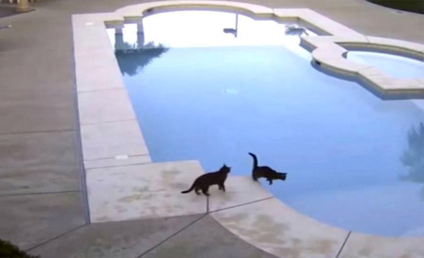 Gato malvado empujó a su amigo a la piscina y no te imaginas cómo terminó todo