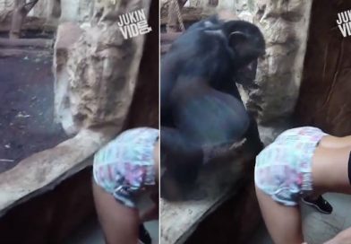 Chica les baila “twerking” a monos y no creerás cómo terminó todo