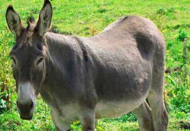 Jóvenes tienen sexo con una burra y se contagian de rabia