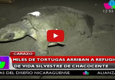 Miles de tortugas arriban a refugio de vida silvestre de Chacocente