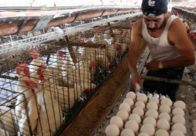 Compañera Rosario anuncia inauguración de planta procesadora de huevos en Masatepe