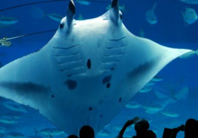 Raya se comió a calamar gigante en acuario y causa pánico