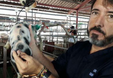 Granja de cerdos San José y matadero Cacique aumentan productividad, aplicando tecnología