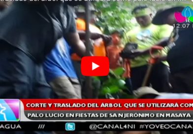 Corte y traslado del árbol que se utilizará como palo lucio en fiestas de San Jerónimo en Masaya