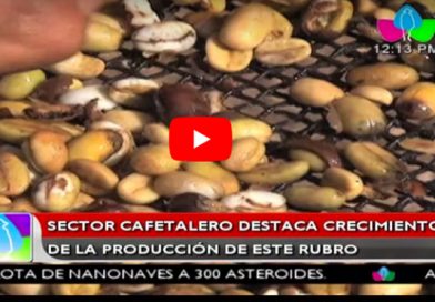 Sector cafetalero destaca crecimiento de la producción de este rubro