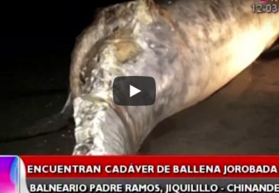 Encuentran cadáver de ballena jorobada en balneario Padre Ramos, Jiquilillo-Chinandega