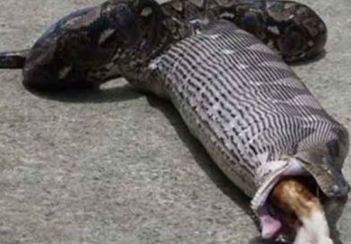 Hombre graba impactante momento en que una pitón devuelve a su gato