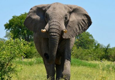 Un elefante pisotea y mata a un hombre que quiso hacerse un ‘selfie’ con él