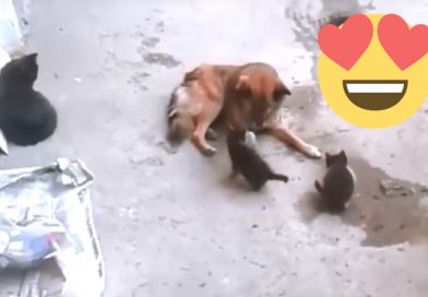 Gata visita a su amigo, un perro callejero, para presentarle sus crías