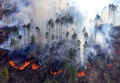 Incendios dañaron más de ocho mil hectáreas en Córdoba, Argentina