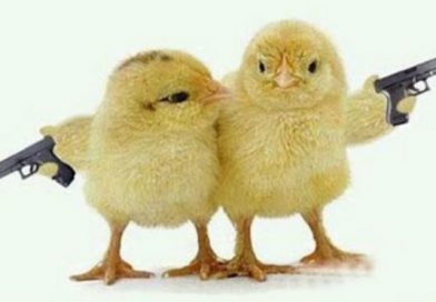 Pollos se enfrentan en un duelo a muerte y el final es de película