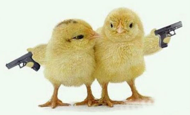 Pollos se enfrentan en un duelo a muerte y el final es de película