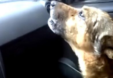 ¿Perro "explica" a su dueña dónde estuvo perdido? El video ha sorprendido a todos