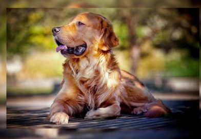 Estremecedor video de un perro lleno de gusanos causa furor en las redes
