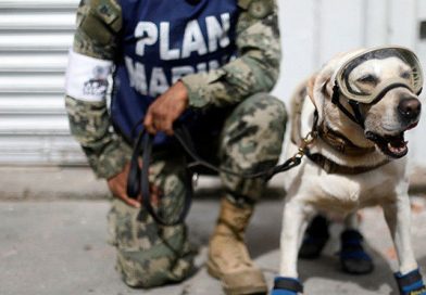 (+Fotos) Conozca a los héroes caninos que rescatan a sobrevivientes del terremoto en México