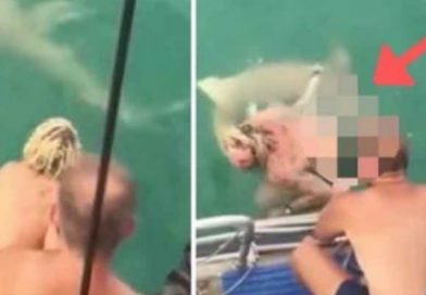 (+Fotos) Decidió montar un tiburón como si fuera un caballo, todo terminó en tragedia
