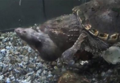 Tortuga caimán devora de un solo bocado a una rata y causa terror en redes sociales