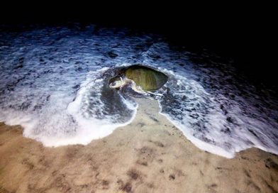 MARENA investiga muerte de tortugas en Carazo