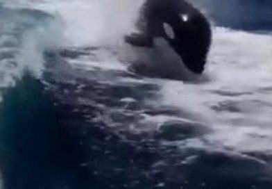 Orcas "asesinas" persiguen a una pareja de esposos y se salvan de milagro, ¿qué hicieron?